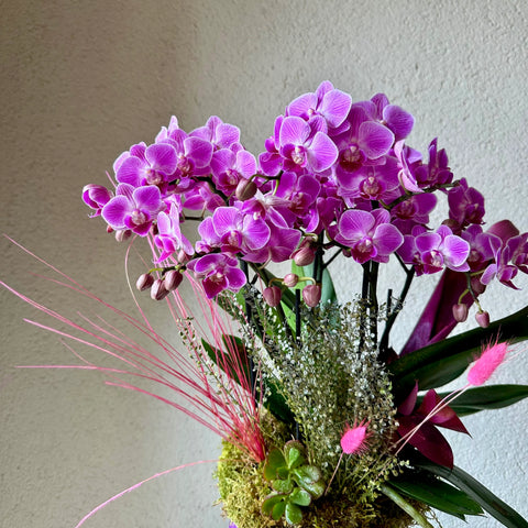 Pinky Dream Multi Orchid