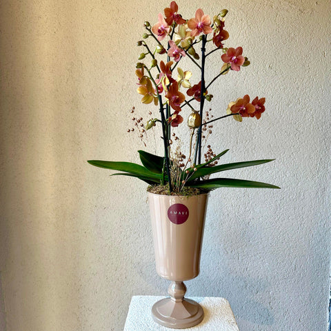 Special Midi Orchid in Beige Vase 