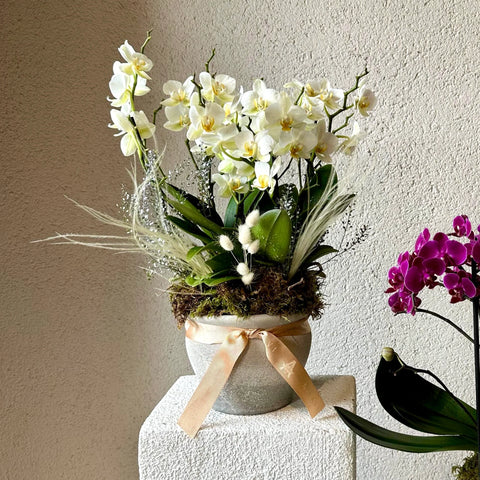 Multi White Orchid in Concrete Vase 