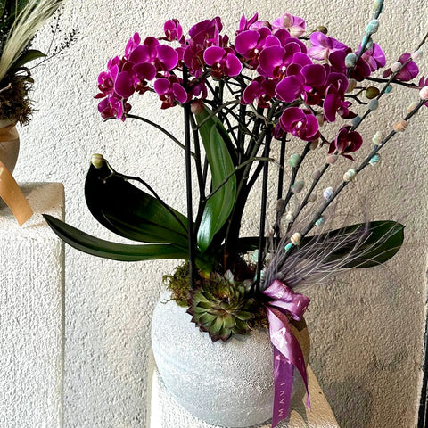 Special Fuchsia Midi Orchid 