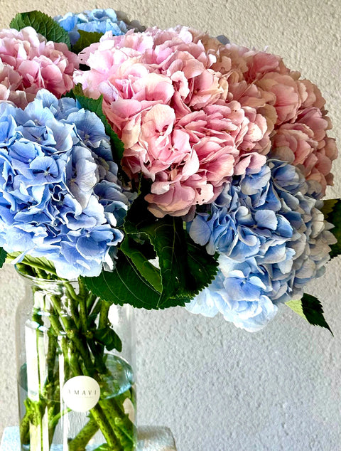 Hydrangea Dream Arrangement in Glass Vase 