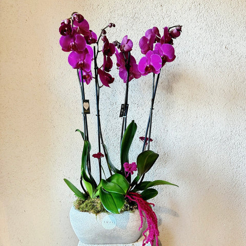 Fuchsia Breeze 4 Branch Orchid