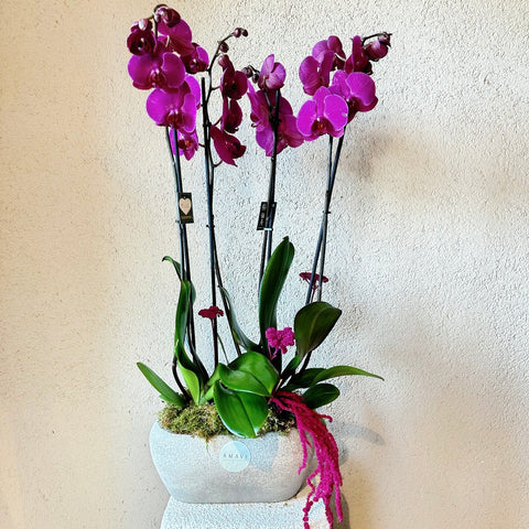 Fuchsia Breeze 4 Branch Orchid