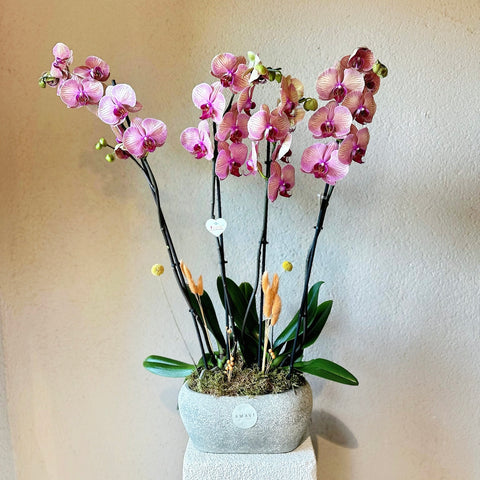Salmon Elegance 4 Branch Premium Orchid