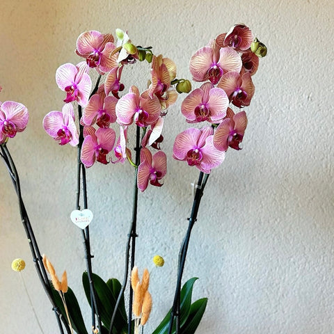 Salmon Elegance 4 Branch Premium Orchid
