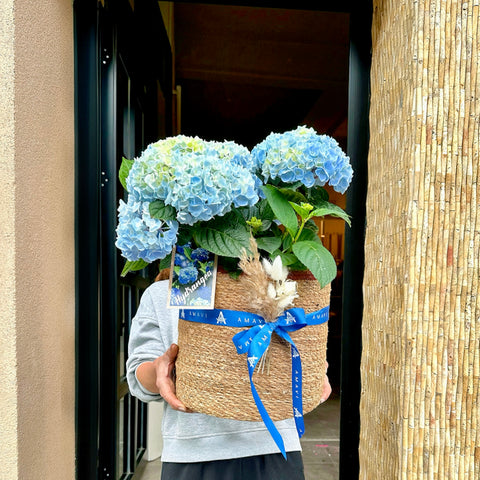 Blue Hydrangea in Amavi Basket