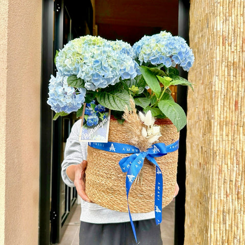 Blue Hydrangea in Amavi Basket