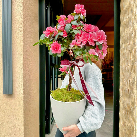 Pink Cane Azalea in Imported Ceramic Pot
