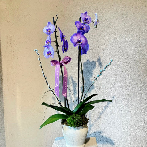 Premium Purple 2 Branch Orchid