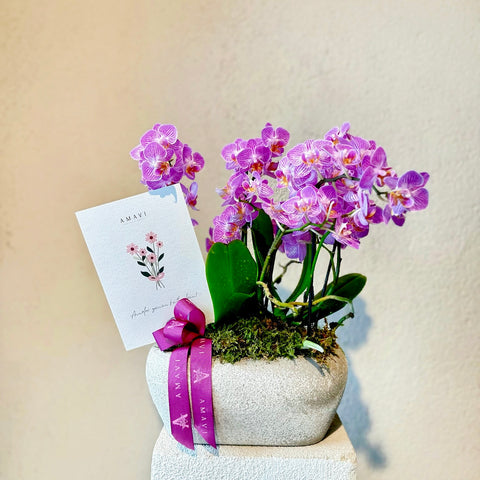 Pink Midi Orchid Special for Mother's Day