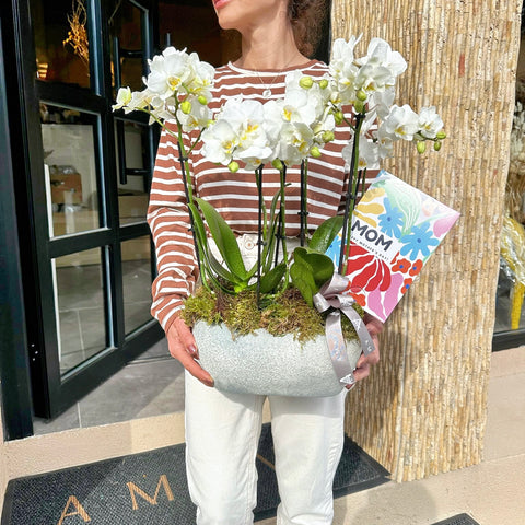 Special White Midi Orchid for Mother's Day