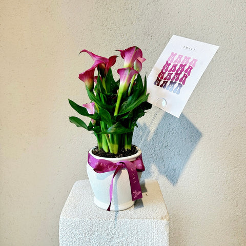 Mom For You – Calla Lillies
