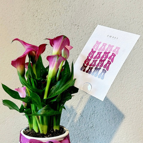 Mom For You – Calla Lillies