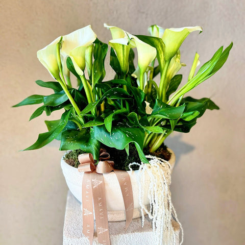 Gala in Special Design White Ceramics