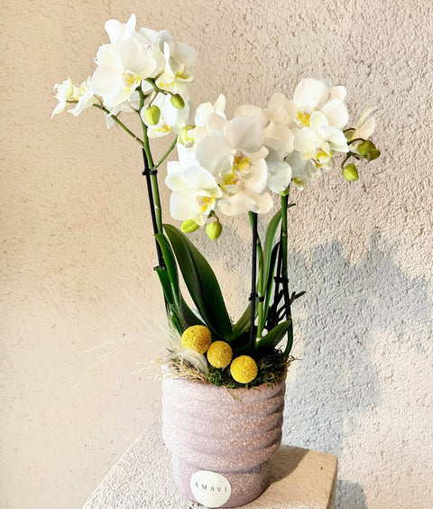 Diana Multi Midi White Orchid