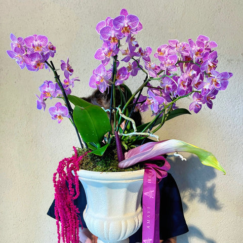 Pink Multi Orchid for My Dear Mother