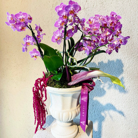 Pink Multi Orchid for My Dear Mother