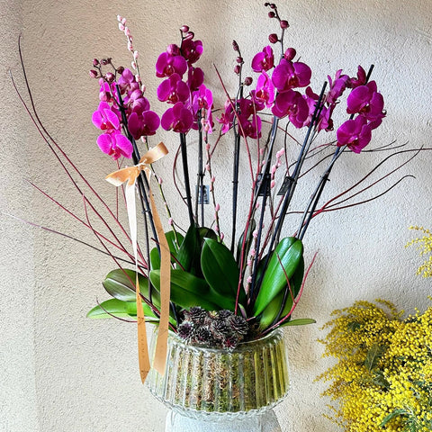 Fuchsia Dream Deluxe 6 Branch Fuchsia Orchid 