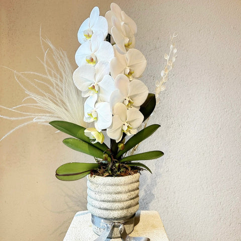 White Dream Luxury Orchid in Concrete Vase