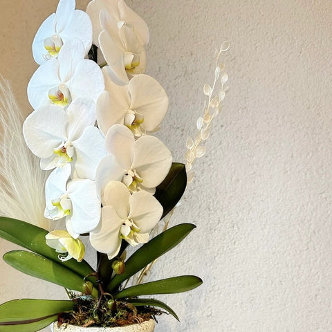 White Dream Luxury Orchid in Concrete Vase