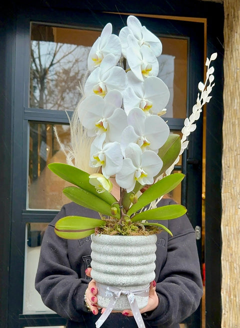White Dream Luxury Orchid in Concrete Vase