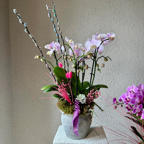 Salix Multi Orchid in Concrete Vase 