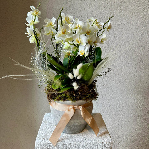 Multi White Orchid in Concrete Vase 