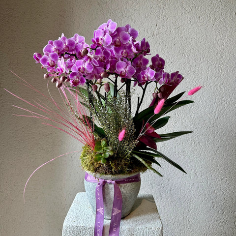 Pinky Dream Multi Orchid