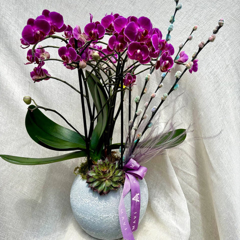 Special Fuchsia Midi Orchid 