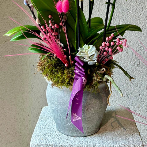 Salix Multi Orchid in Concrete Vase 