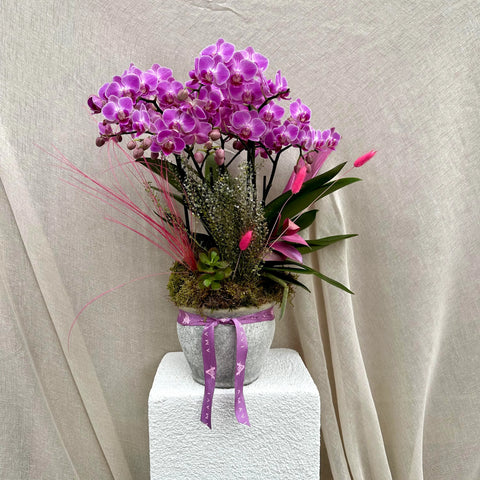 Pinky Dream Multi Orchid