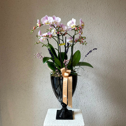 Imported Midi Orchid in Black Glass Vase 