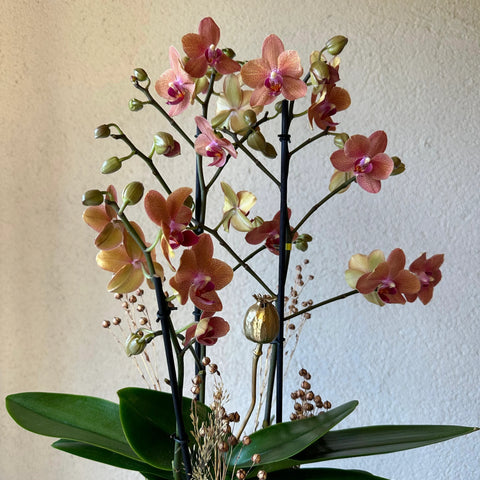 Special Midi Orchid in Beige Vase 