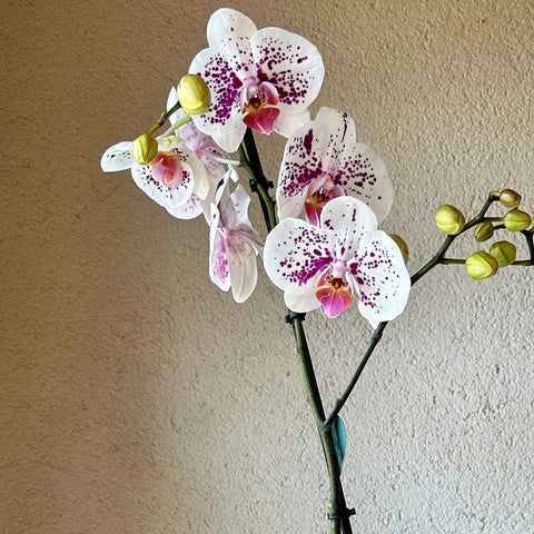 Pink Spotted Premium Vase with 2 Branched Orchids