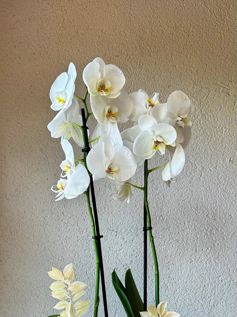 Premium White Orchid in Silver Glass Vase