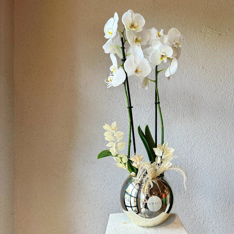Premium White Orchid in Silver Glass Vase