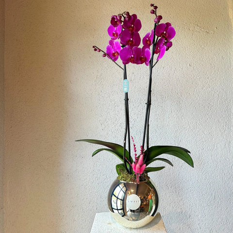 Premium Fuchsia Orchid in Silver Glass Vase 