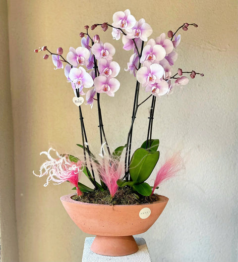 4 Branch Soft Pink Orchid in Concrete Vase