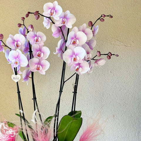 4 Branch Soft Pink Orchid in Concrete Vase