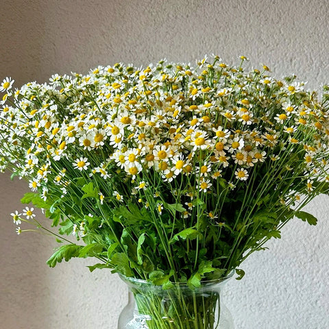 Daisies in a Glass Vase
