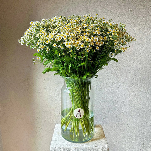 Daisies in a Glass Vase