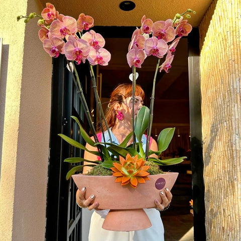 Premium Orchid in 4 Branch Salmon Concrete Vase 