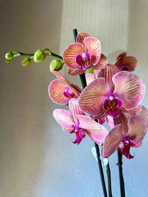 Premium Orchid in 4 Branch Salmon Concrete Vase 