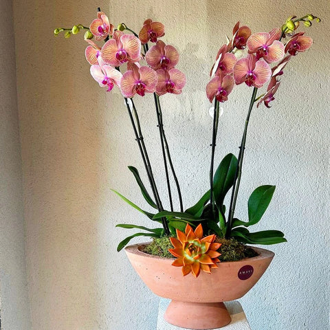 Premium Orchid in 4 Branch Salmon Concrete Vase 