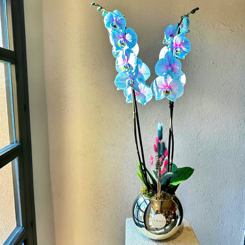 Magical Premium Blue Pink Orchid