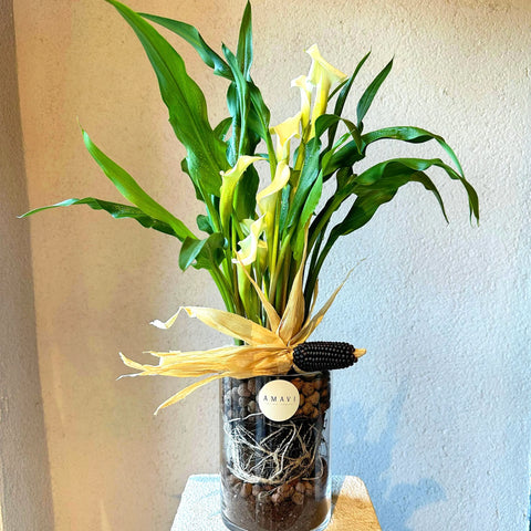 White Gala in Glass Vase 