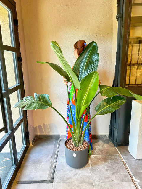 Starliçe Gray Ceramic Flower Pot 150cm