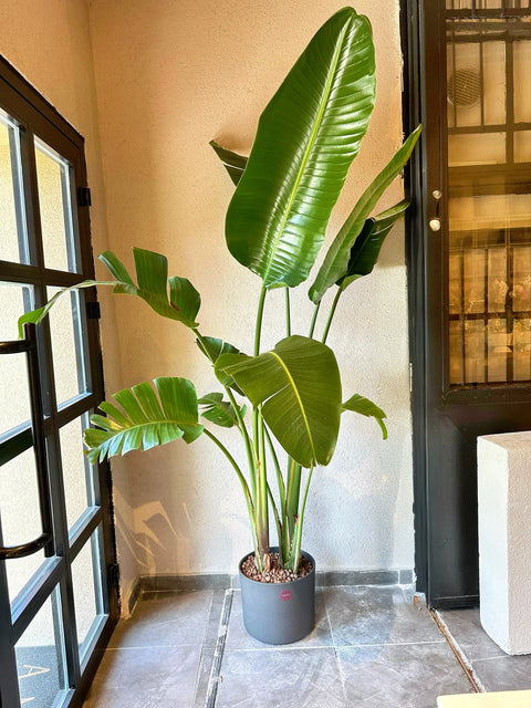 Giant Starliçe in Gray Ceramic Pot 250cm 