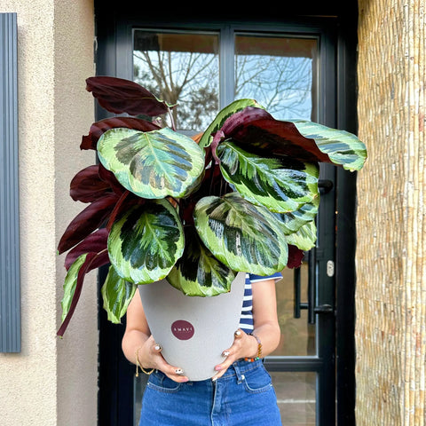 Calathea in Special Ceramic Vase 
