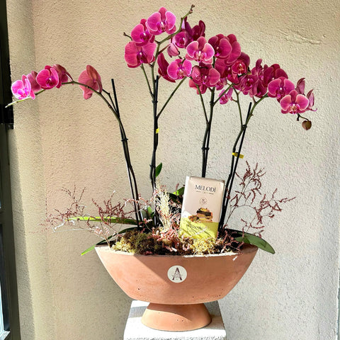Dubai Chocolate 4 Branch Pink Concrete Vase Premium Orchid